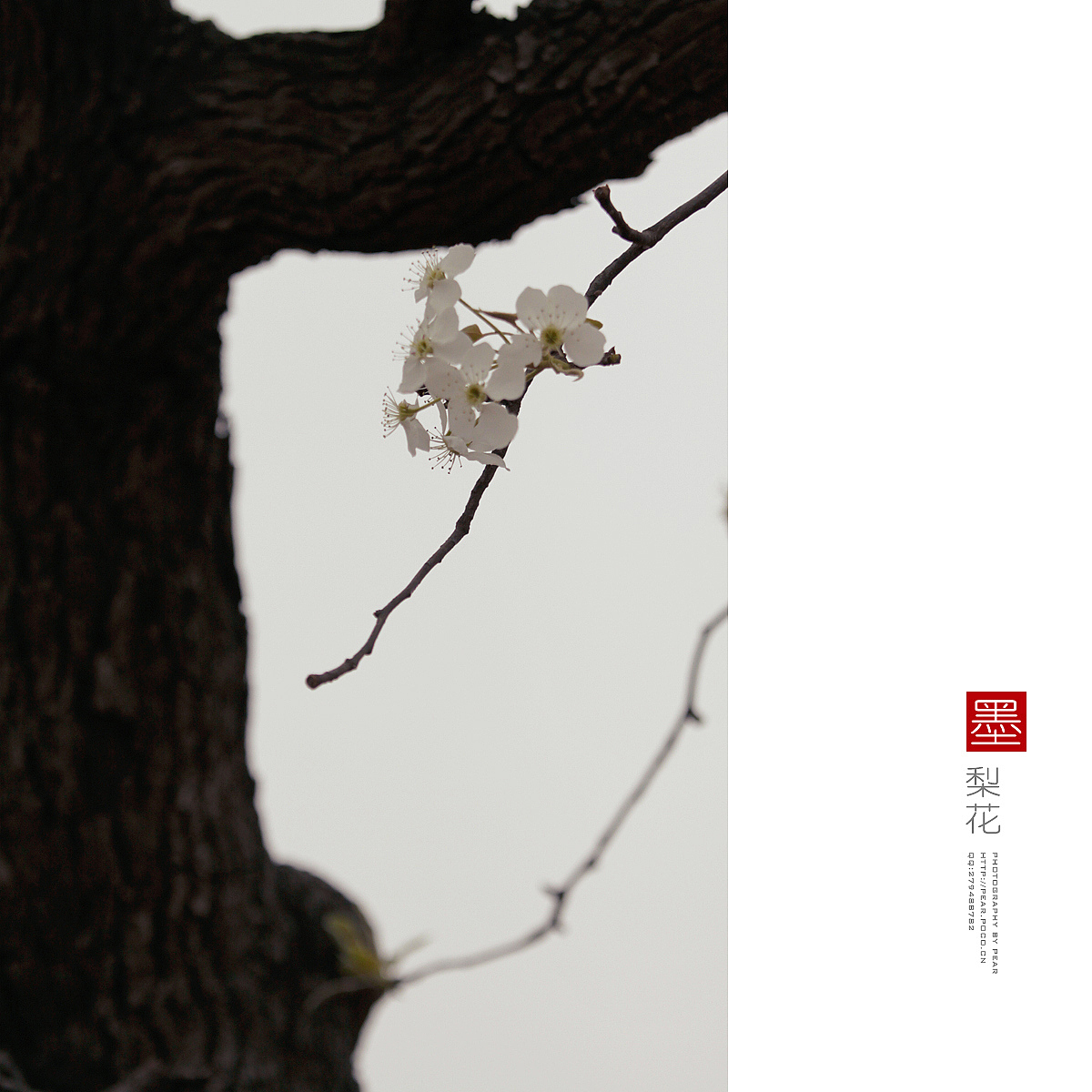 墨梨花（图ZMTUxNjQ1MDg=） - 风光摄影 - 站酷设计师pear1103原创素材 - 站酷ZCOOL