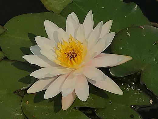 那年花开（个人主页-ZMjQ5MDY1MjA=） - 产品摄影 - 站酷设计师Enids027原创素材 - 站酷ZCOOL