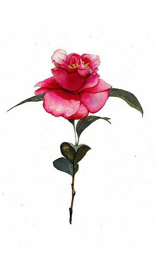 送你的玫瑰（图ZOTczNjUyODA=） - 创作习作 - 站酷设计师风拭过的泪原创素材 - 站酷ZCOOL