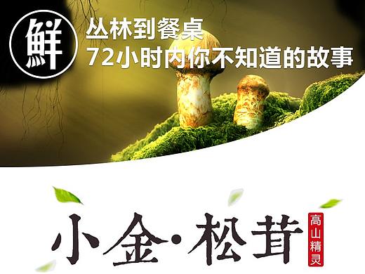 小金松茸