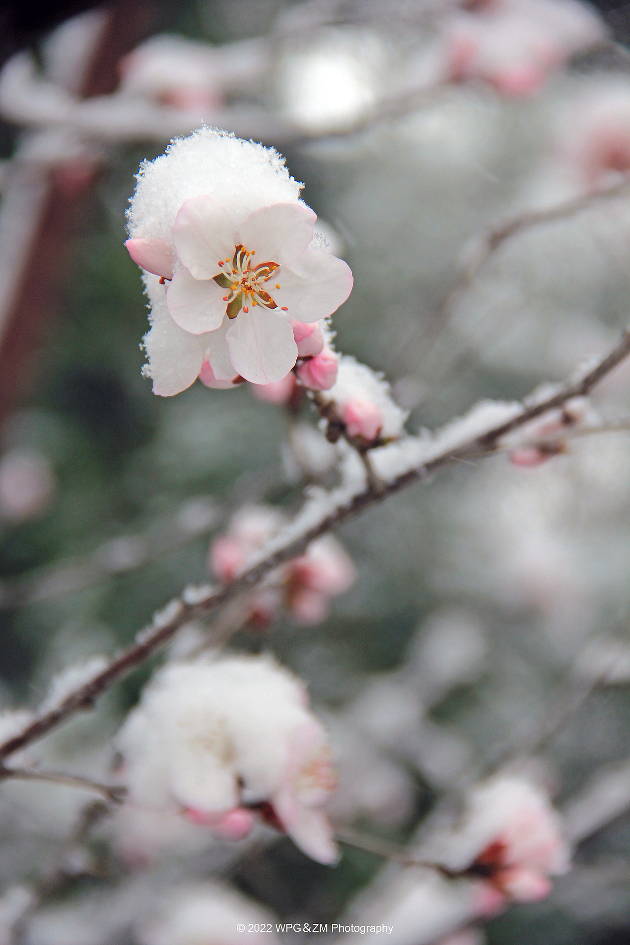 《 桃花春雪 》（图ZMjkzMjI0MjMy） - 其他摄影 - 站酷设计师王珮光原创素材 - 站酷ZCOOL