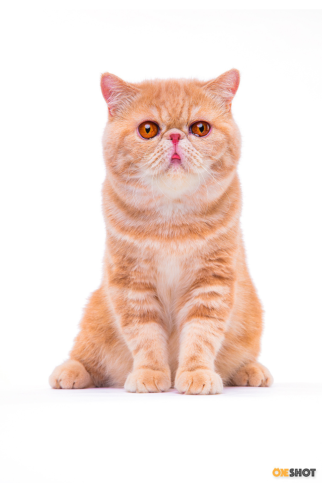 白底证件照加菲猫幼成
