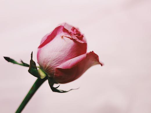 心中有爱，生活有花