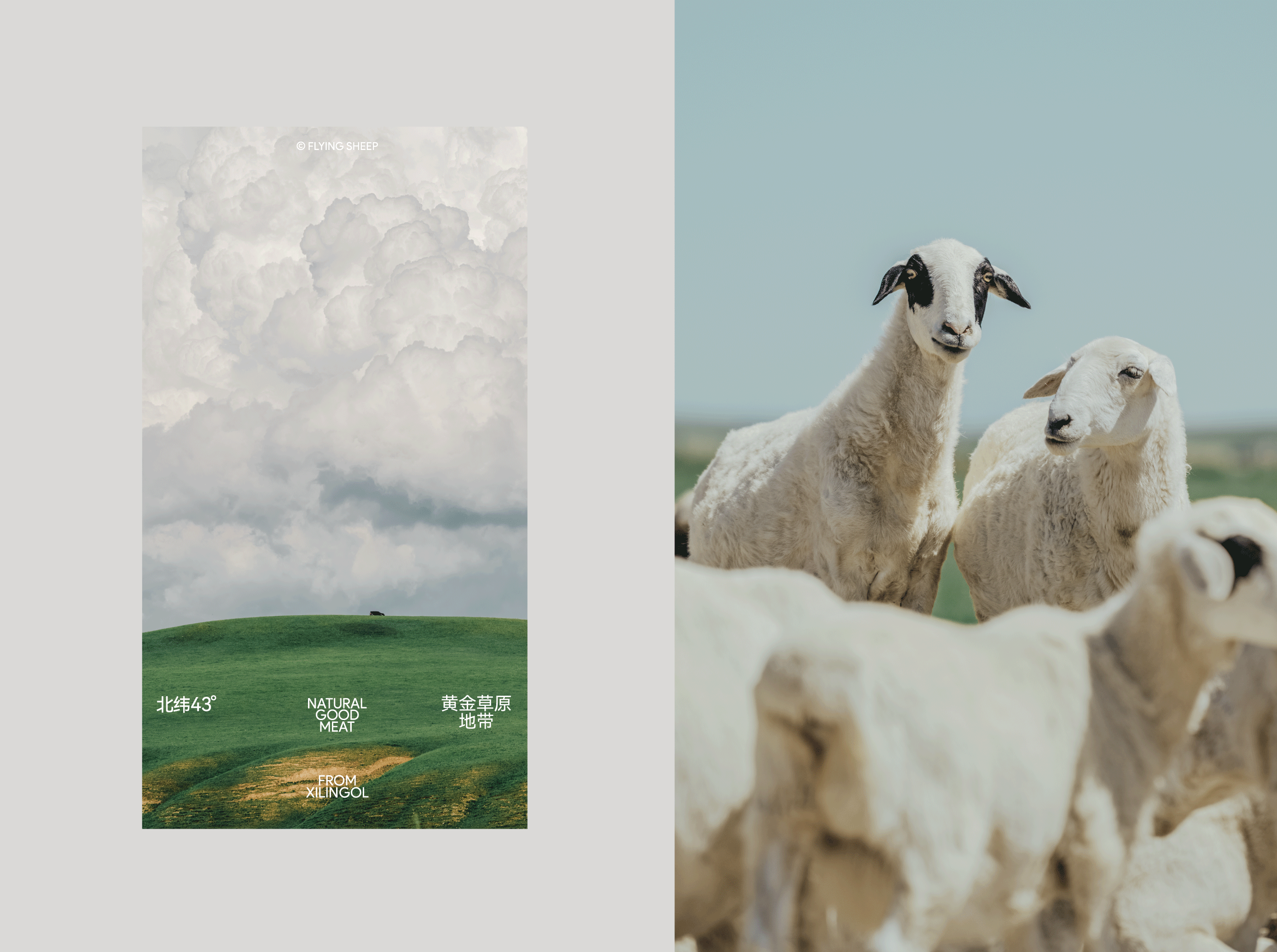 「放风的羊」羊肉生鲜新消费品牌形象设计 - ISLELESS