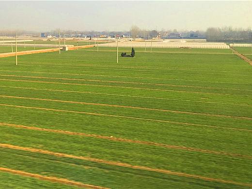 刘勇良手机纪实摄影：绿回大地