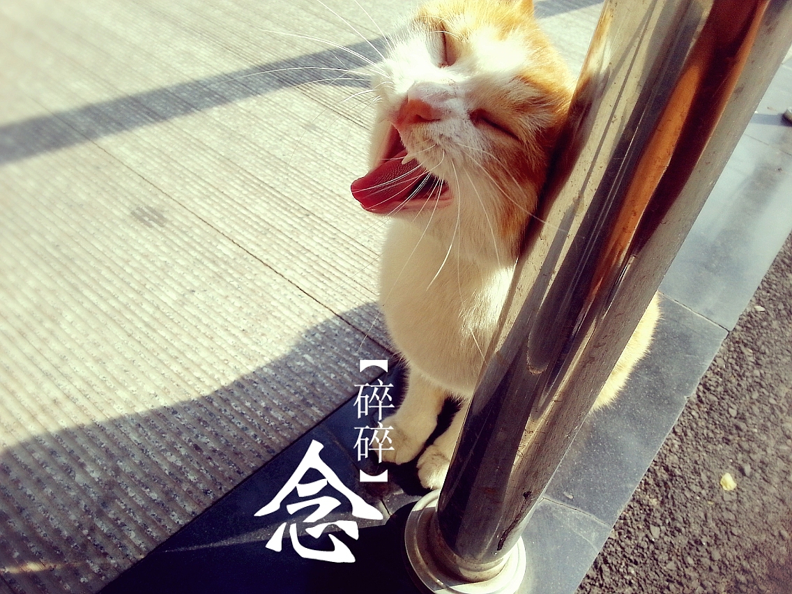 宿舍楼下的猫和猫屋的一只猫（图ZMjYwNDkzNzI=） - 宠物摄影 - 站酷设计师球尼玛原创素材 - 站酷ZCOOL