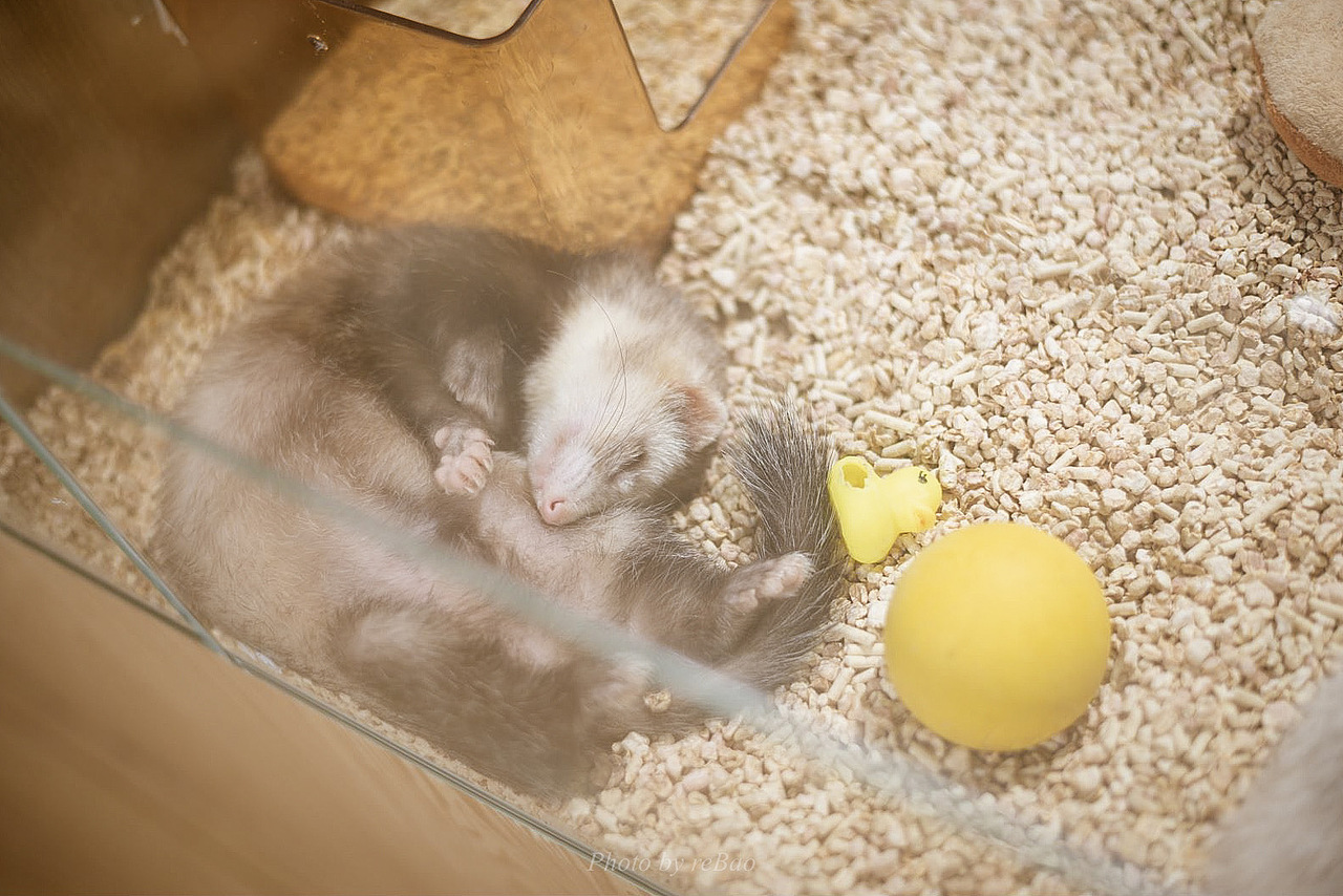 宠物摄影|【小怪兽】