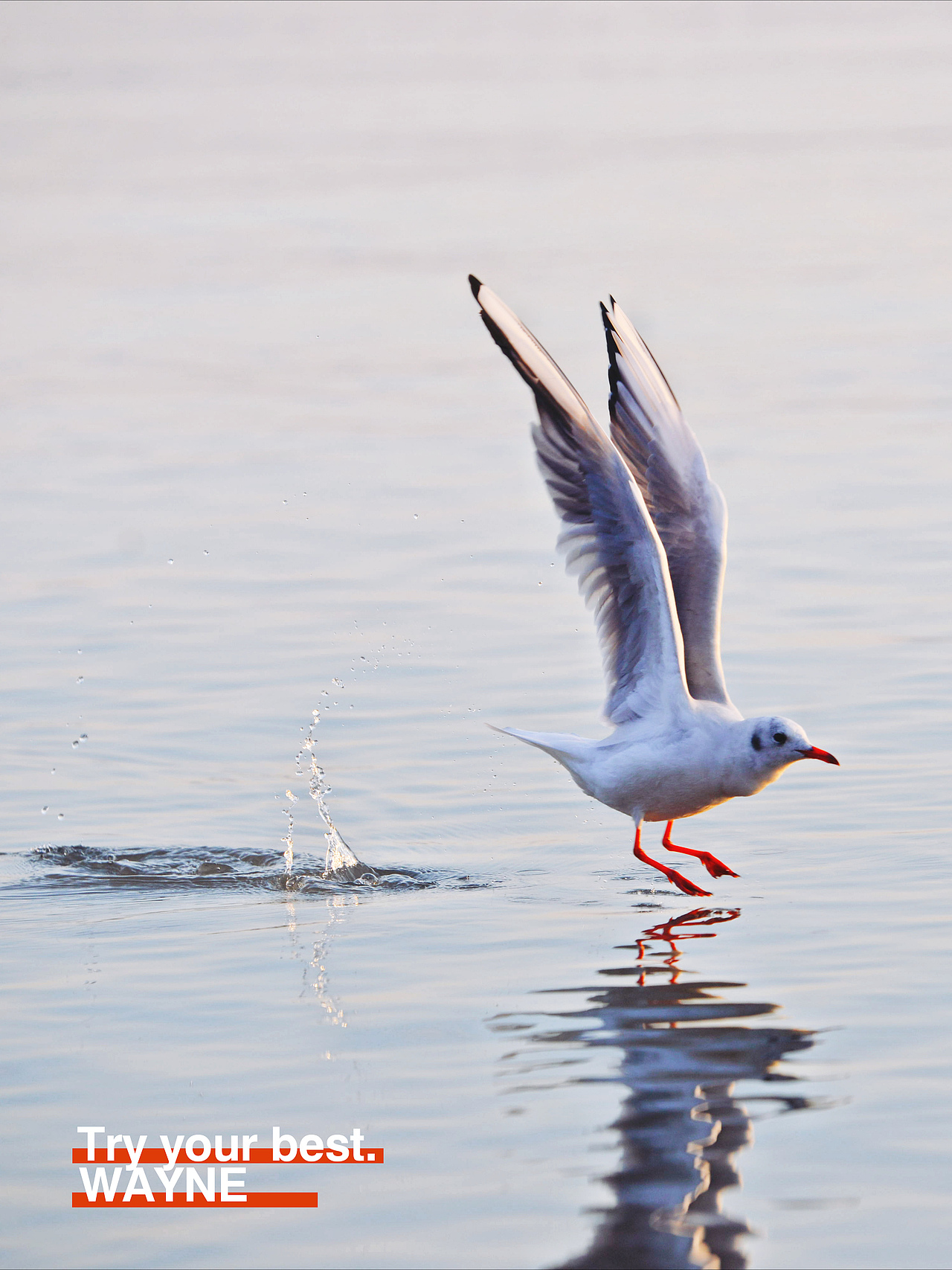 新人报道，请多关照😃（图ZMTkzOTE2NzU2） - 宠物摄影 - 站酷设计师丶WAYNE丶原创素材 - 站酷ZCOOL