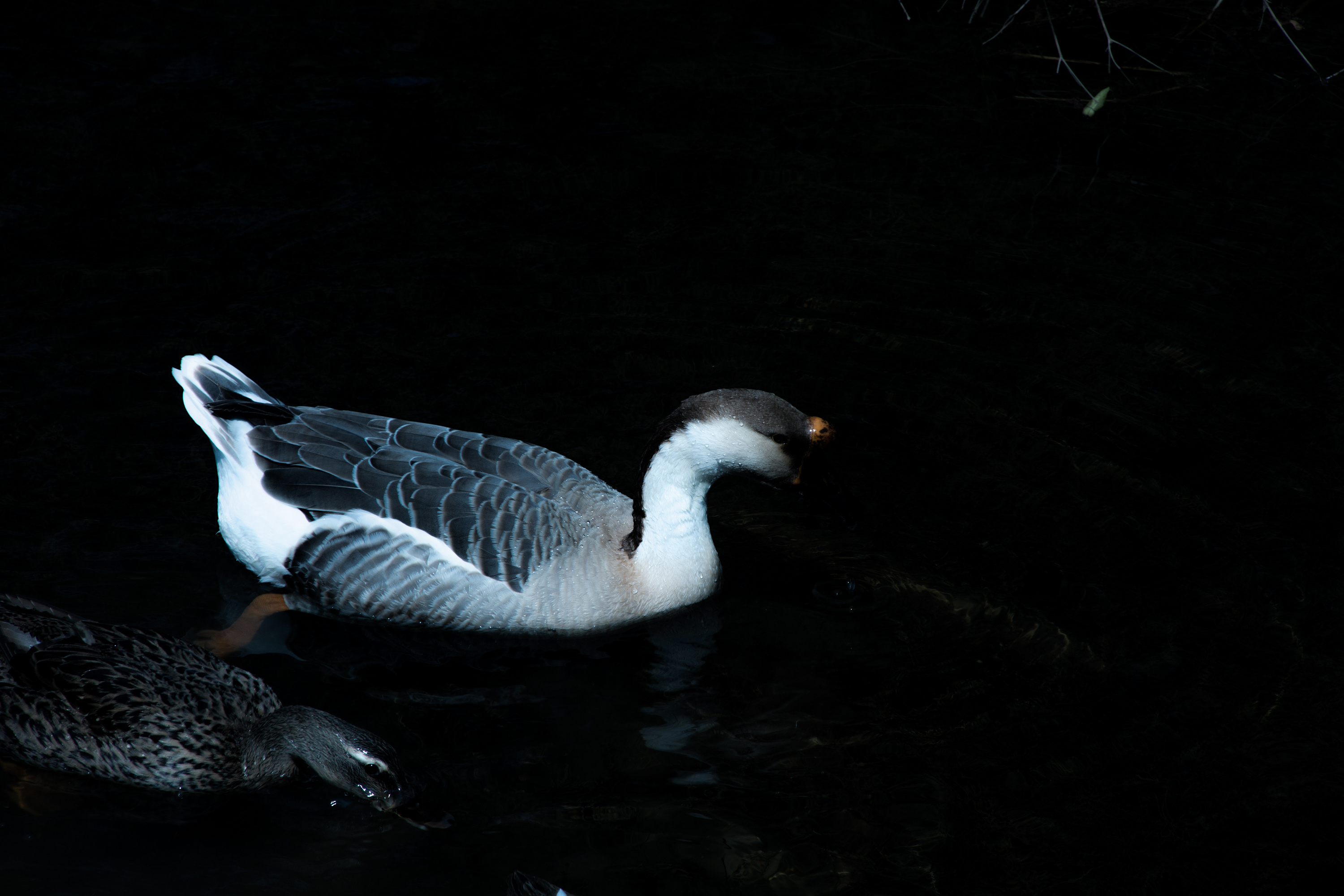 春江水暖鸭点头