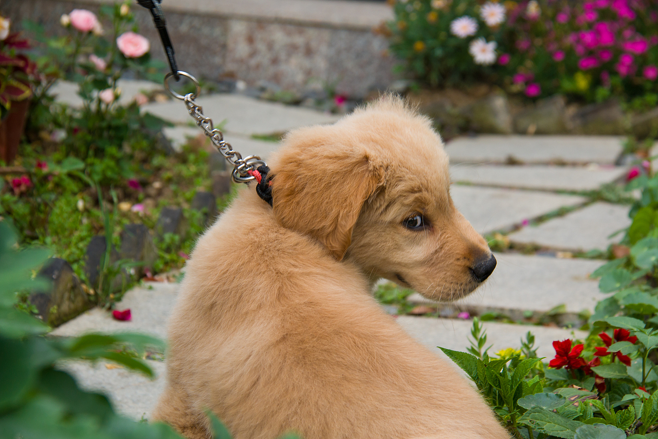 最美私家花园：月季花开的季节，可盐可甜！（图ZMjA4NTQ1OTky） - 产品摄影 - 站酷设计师静水流深1206原创素材 - 站酷ZCOOL