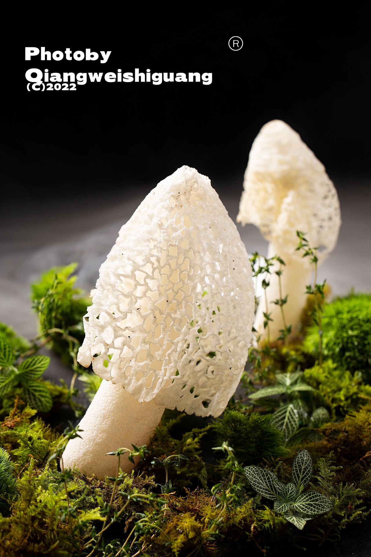 野生菌菇拍摄