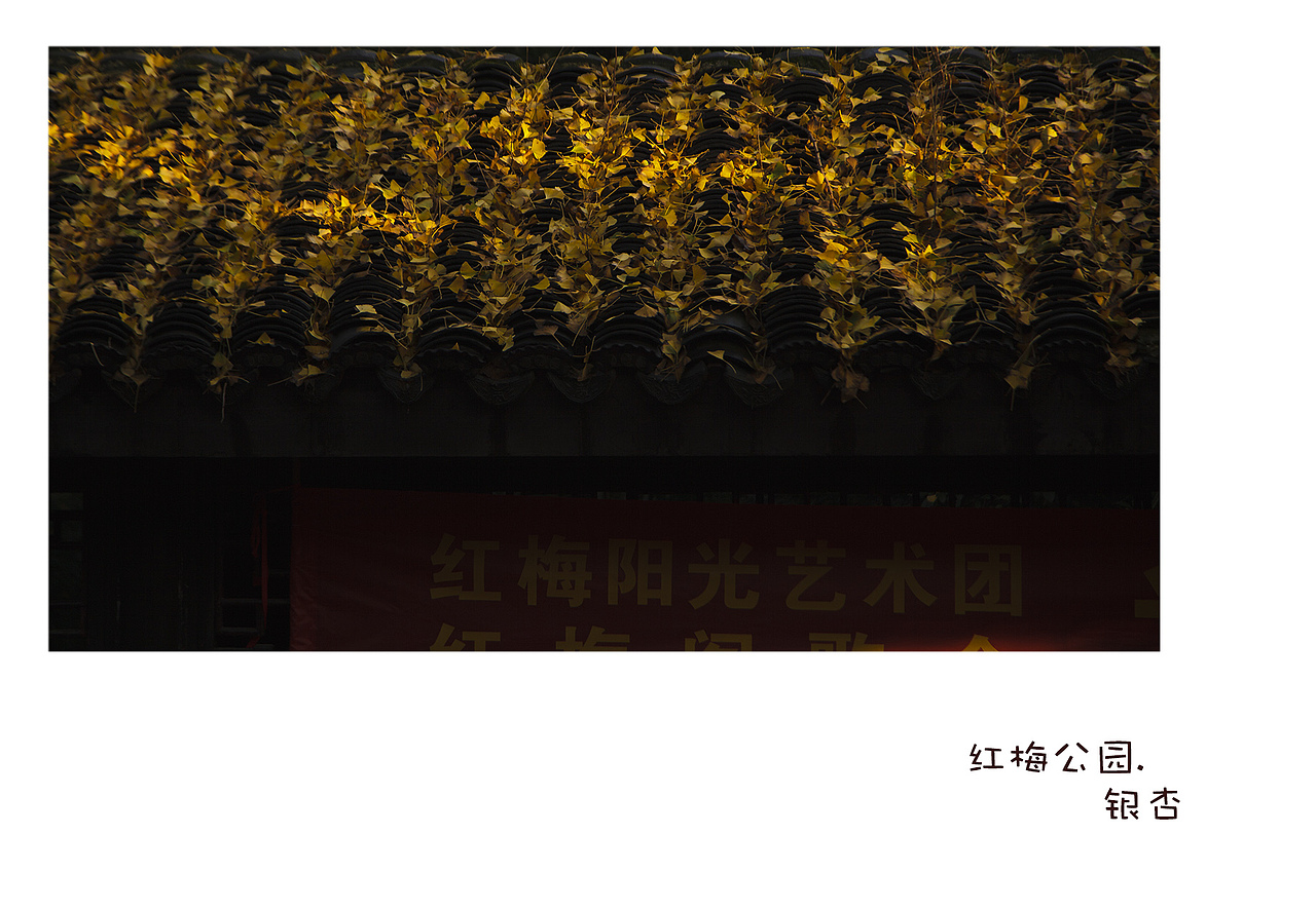 红梅公园.银杏（图ZNjQ3NzI0NjA=） - 风光摄影 - 站酷设计师琉璃瓦原创素材 - 站酷ZCOOL