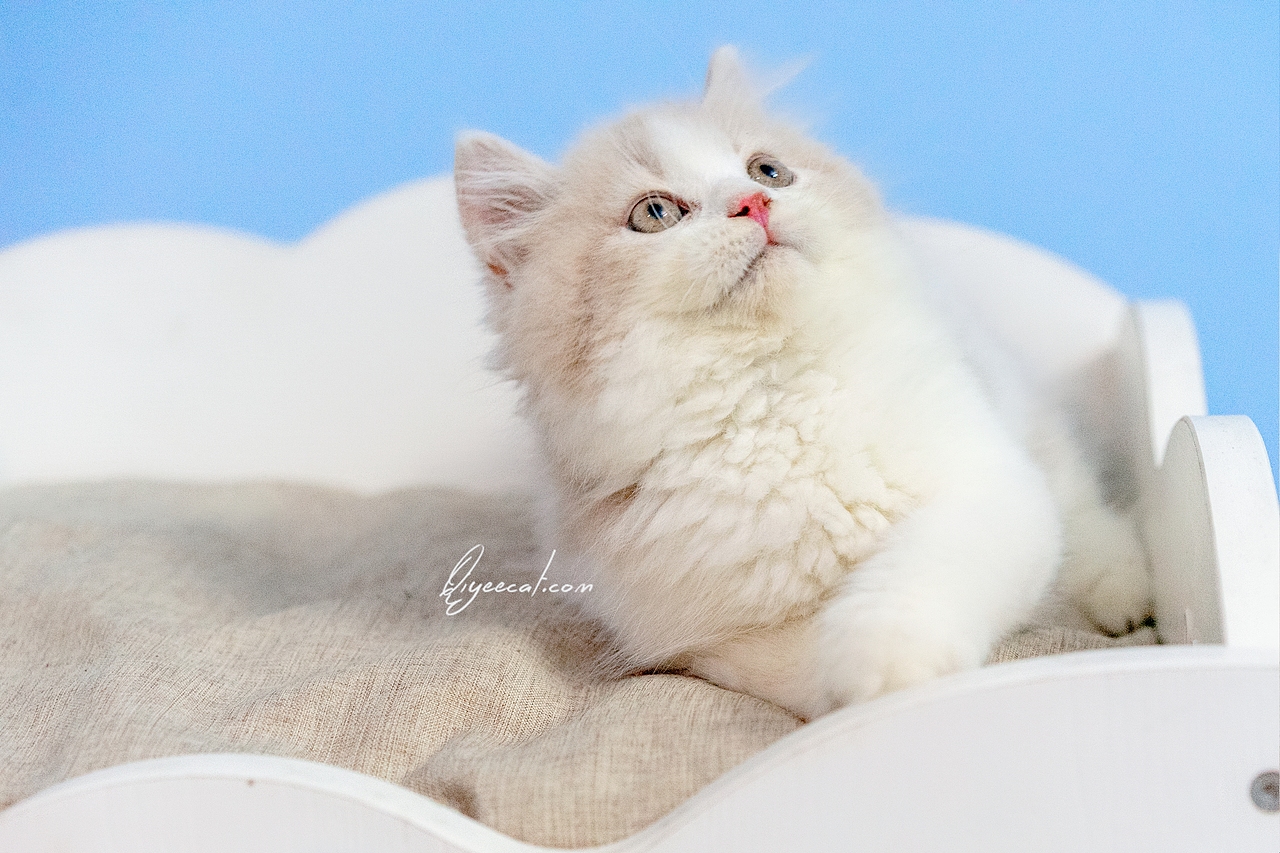 超美的英短乳白长毛弟弟,七叶英短猫舍英国长毛猫摄影