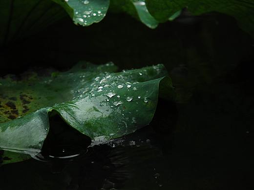 荷叶（残叶（个人主页-ZNDYxNTMxODA=） - 风光摄影 - 站酷设计师绝版男神原创素材 - 站酷ZCOOL