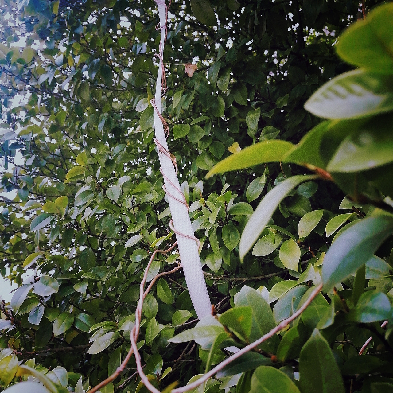 💚（图ZMjM2Nzk1NDIw） - 风光摄影 - 站酷设计师双耳失明原创素材 - 站酷ZCOOL