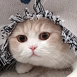 十六酒_setsuna的头像