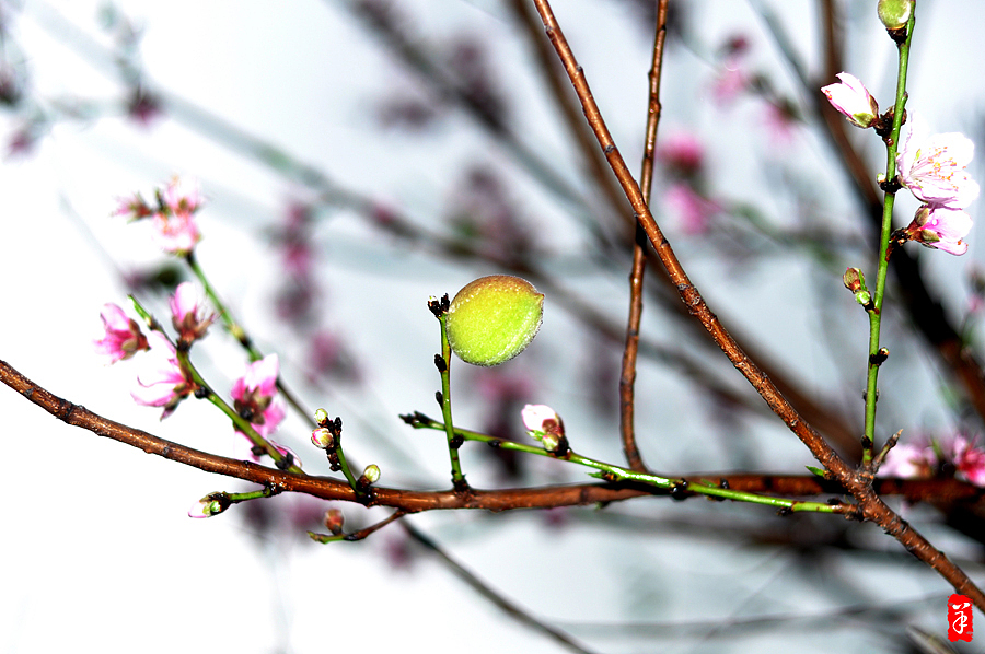 2014春·深圳大学桃花朵朵（图ZMTQwOTUwMjg=） - 风光摄影 - 站酷设计师szuedu2005原创素材 - 站酷ZCOOL