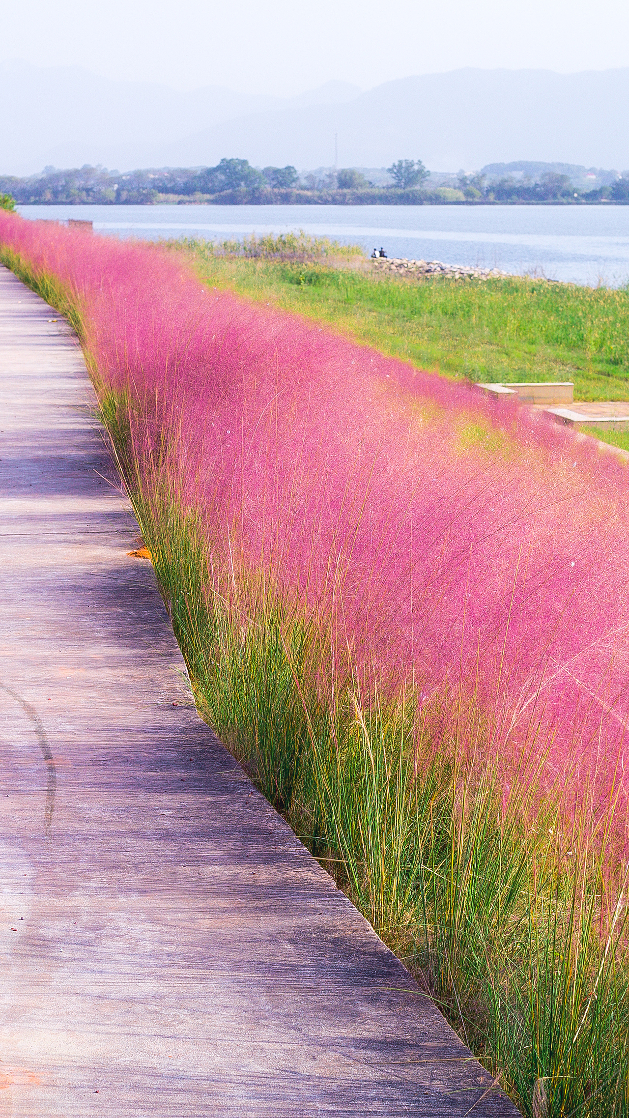 网红粉黛乱子草