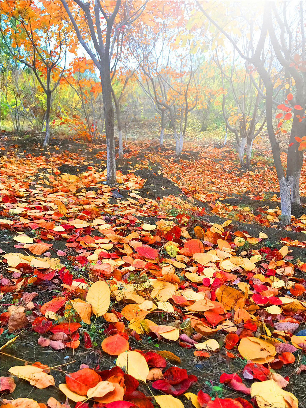 刘勇良手机纪实摄影:落叶归根