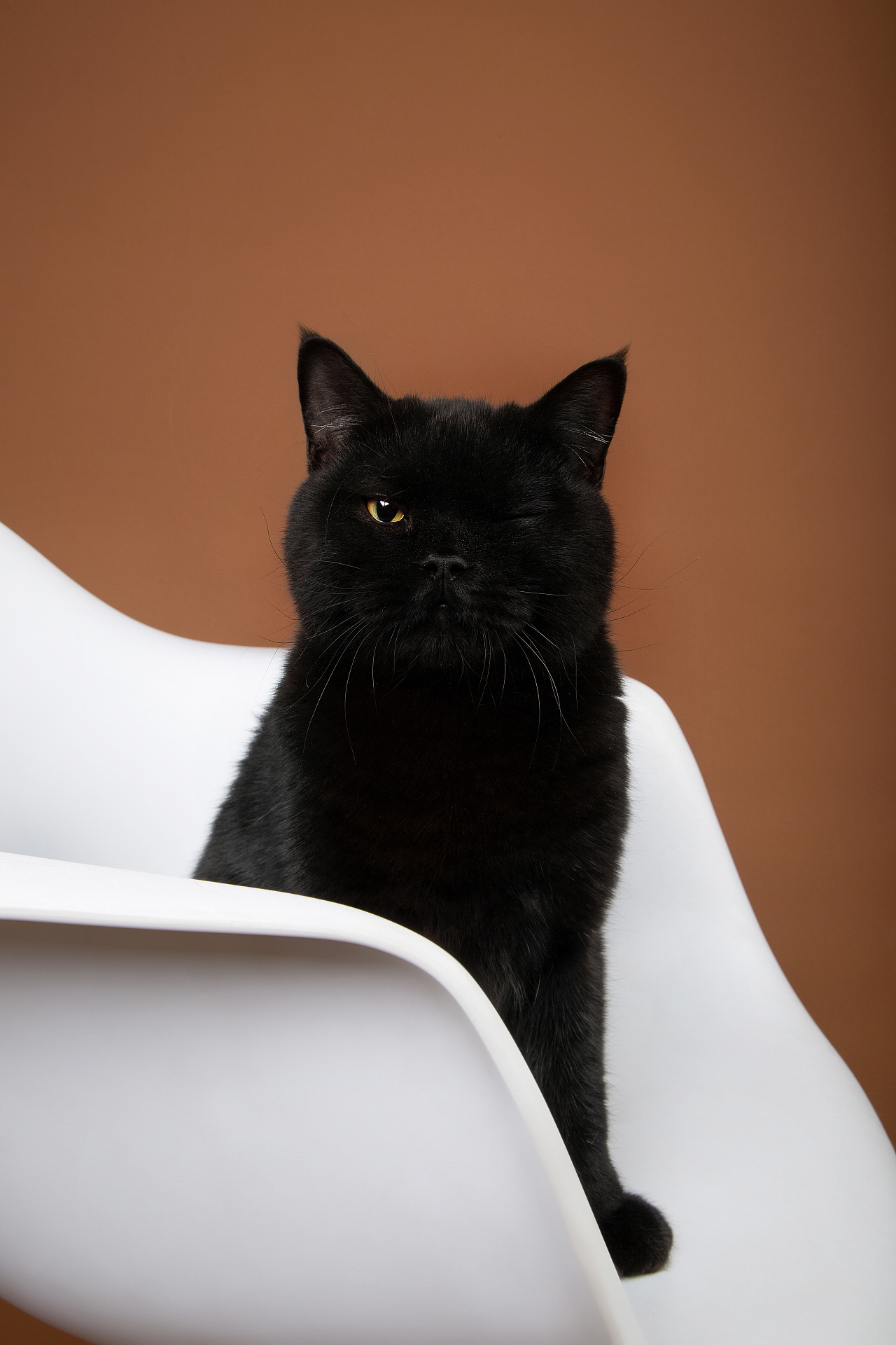 【动物照相馆】黑猫