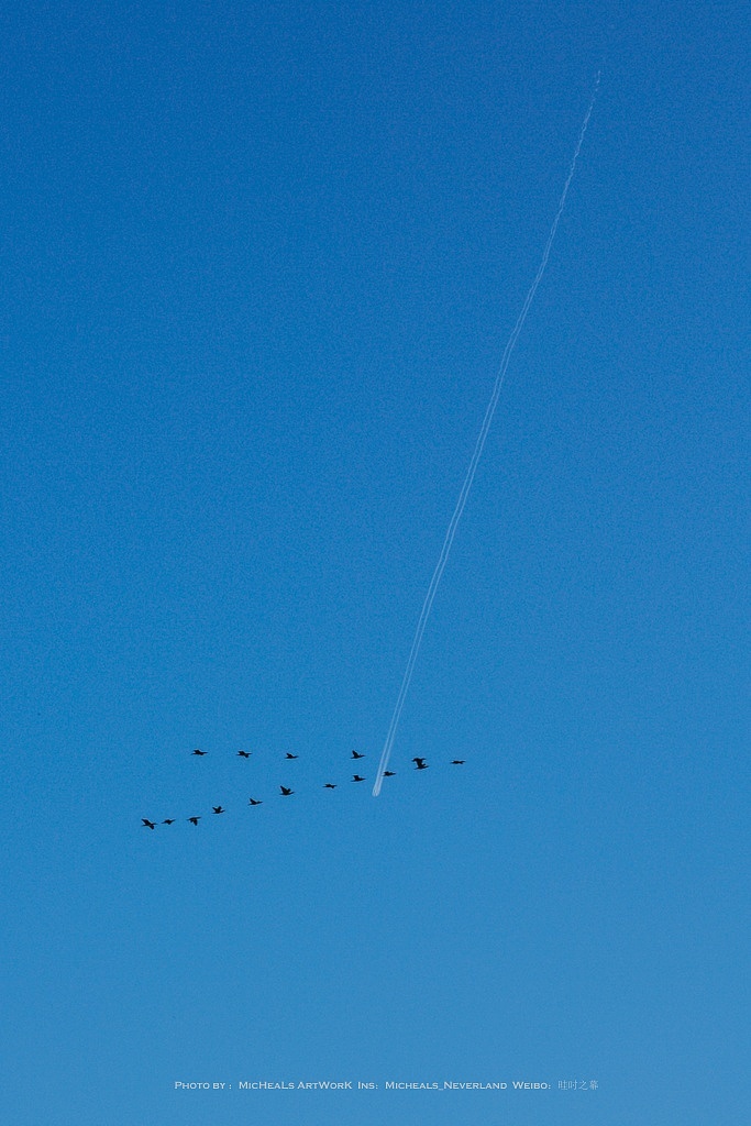 偶尔飞过的鸟与喷气式飞机的尾沿。
