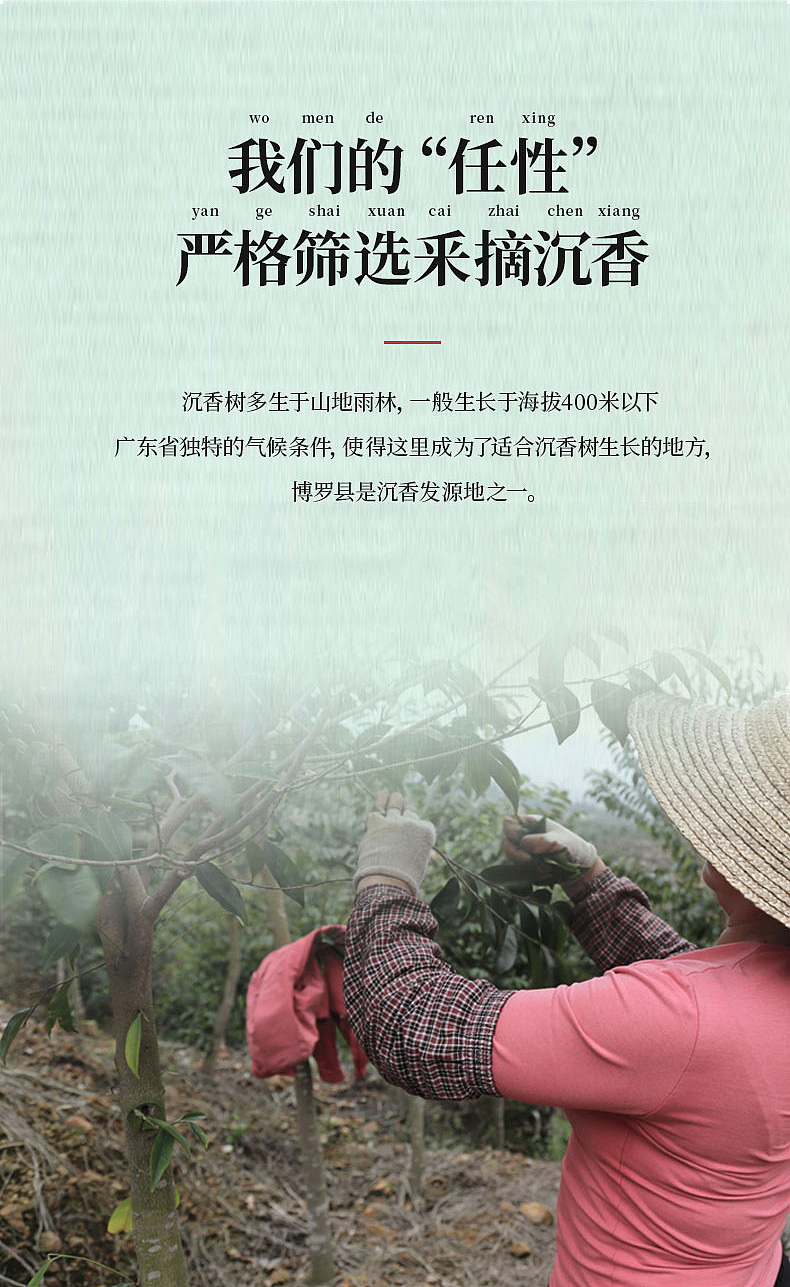 沉香茶茶叶（图ZMjM1NTAzODk2） - 宣传物料 - 站酷设计师等等钟子期原创素材 - 站酷ZCOOL