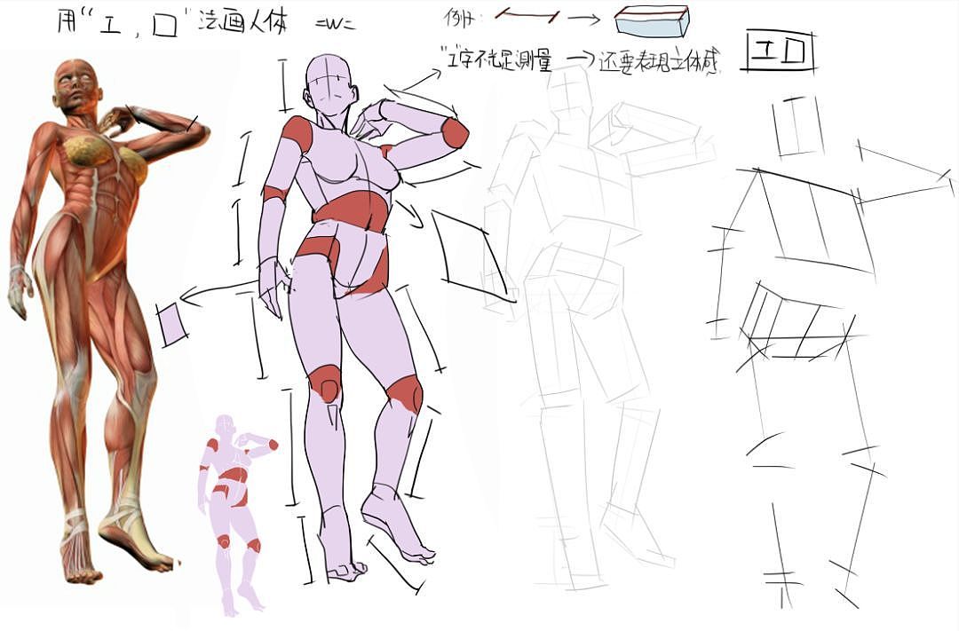 原画基础教程丨素描基础教程丨人体结构教程丨漫画教程
