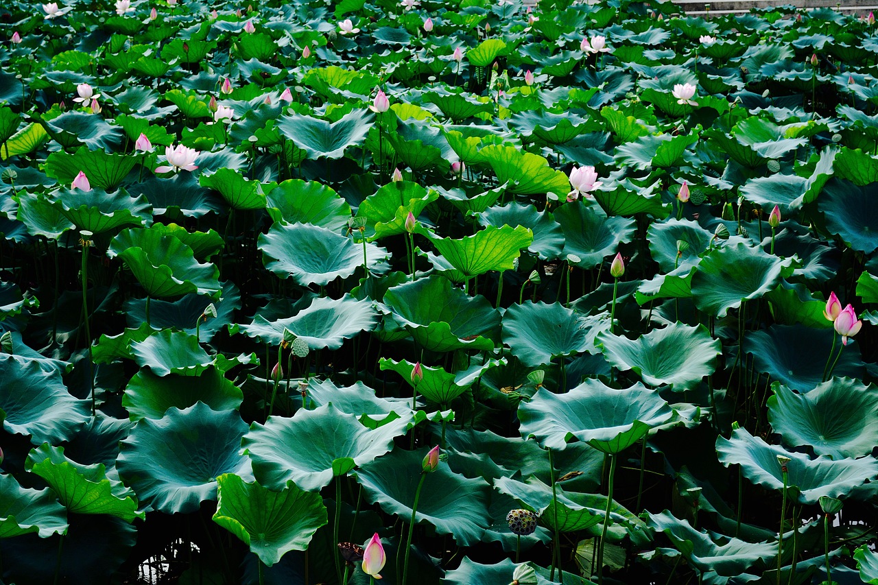 擎雨盖惠州西湖丰渚园荷花池