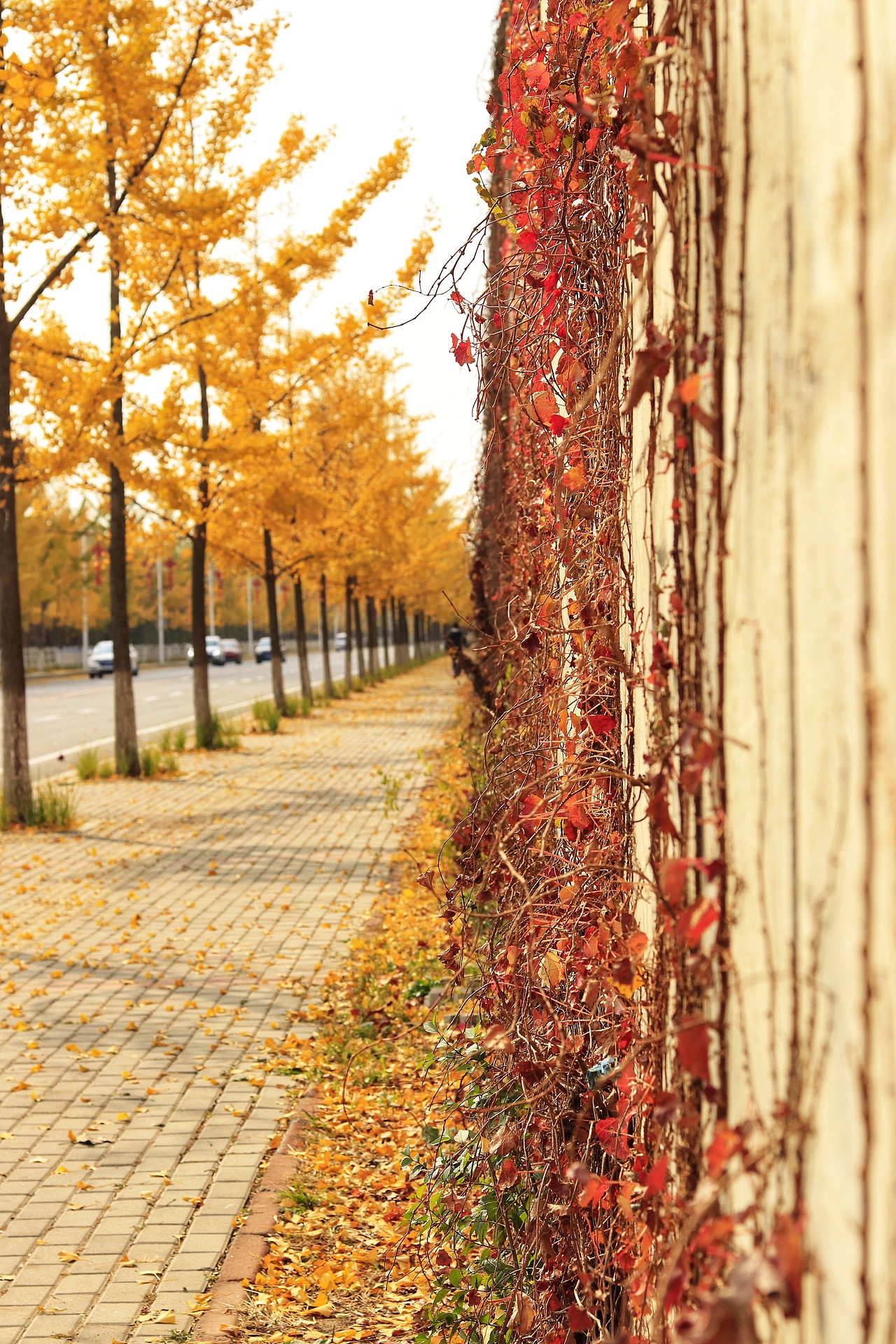 辽东学院南校区银杏大道（图ZMTgyNzQ4MTgw） - 风光摄影 - 站酷设计师我懵懂了原创素材 - 站酷ZCOOL