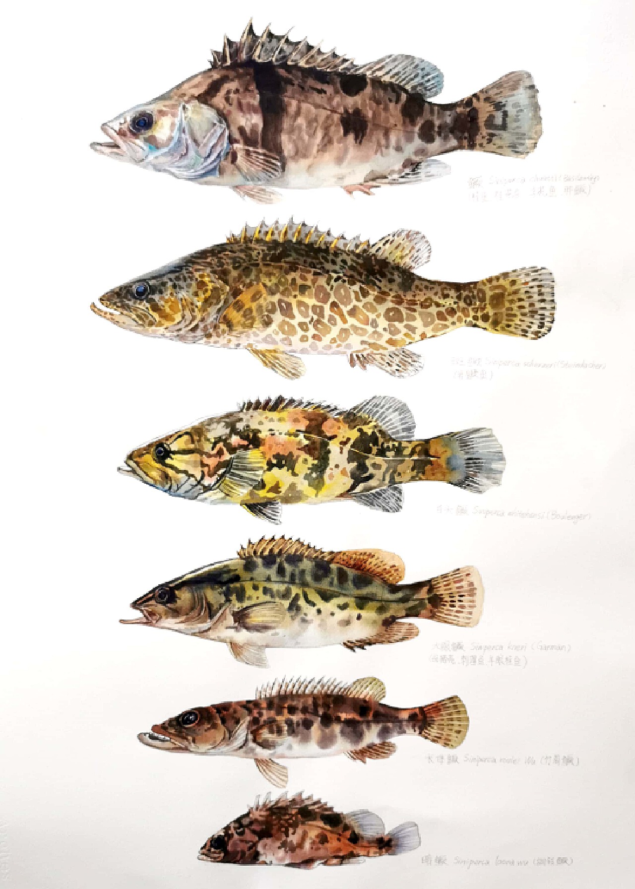 鱼类学（形态分类）