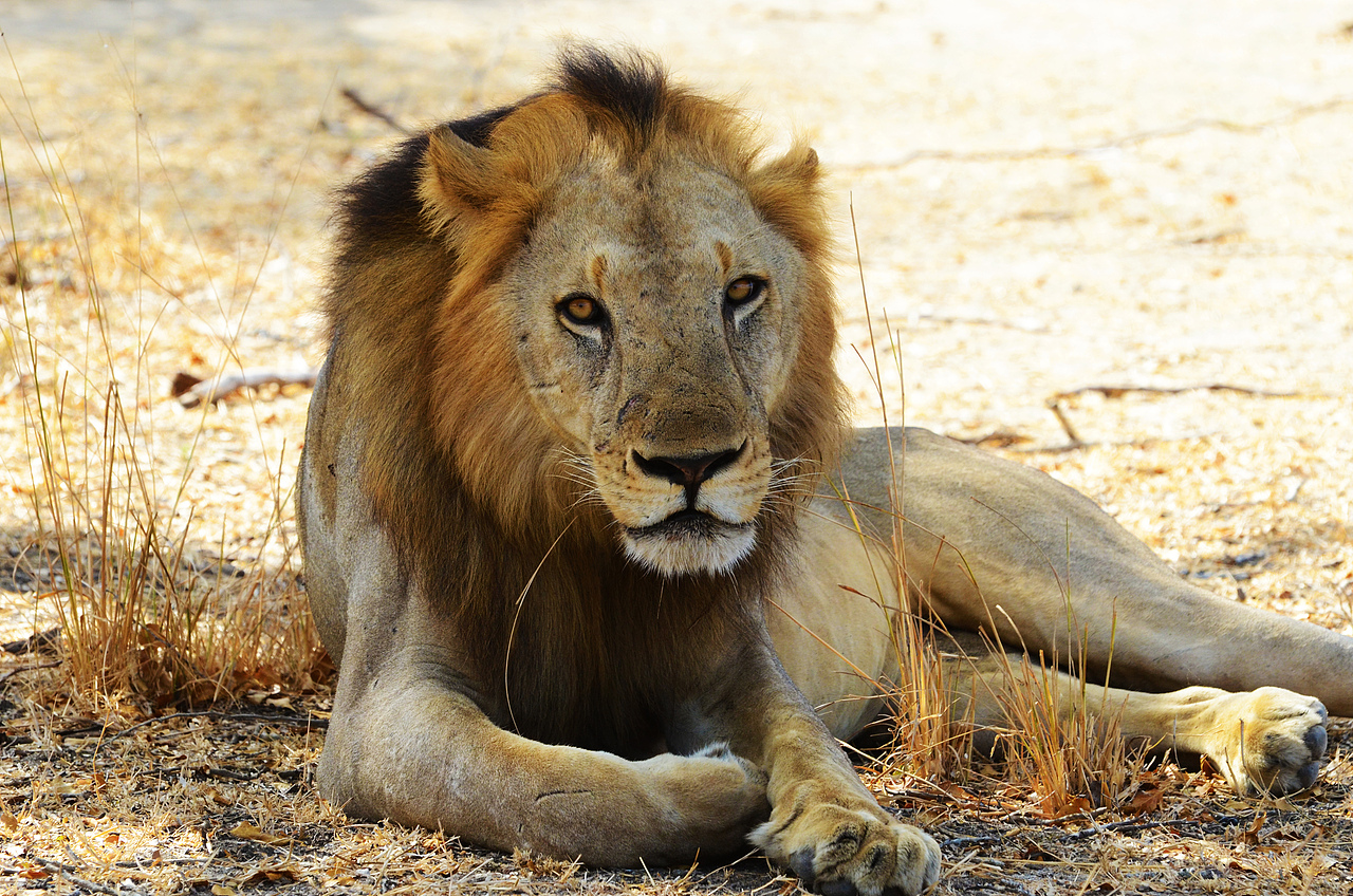 公狮负责保卫领土,等吃,xxoo