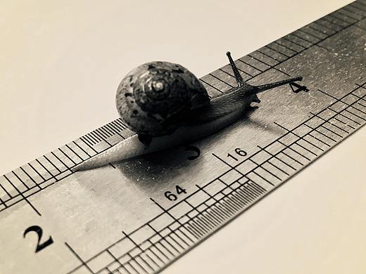 我与蜗牛兄的日常