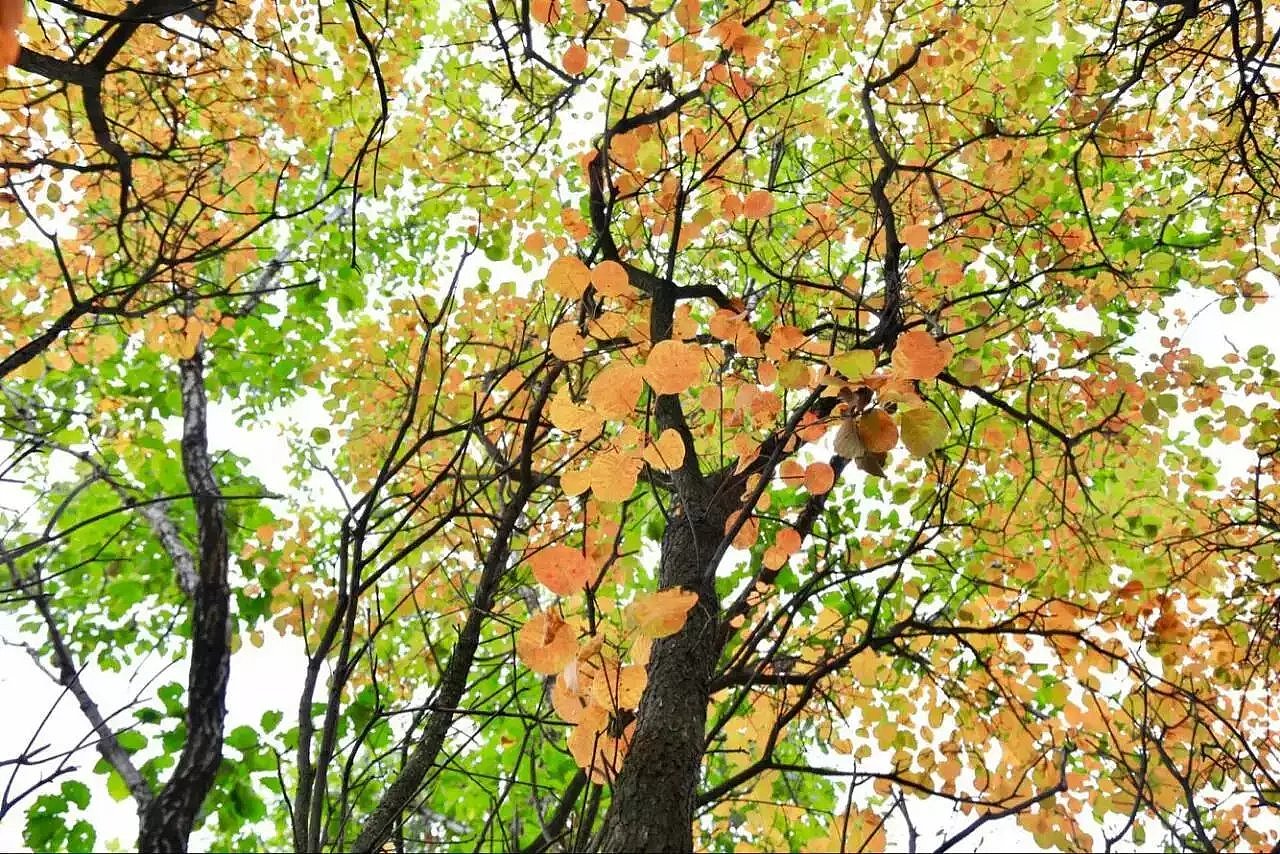 校园采风（图ZODU2MjcxMTI=） - 风光摄影 - 站酷设计师乖小猫咪朵朵莱原创素材 - 站酷ZCOOL