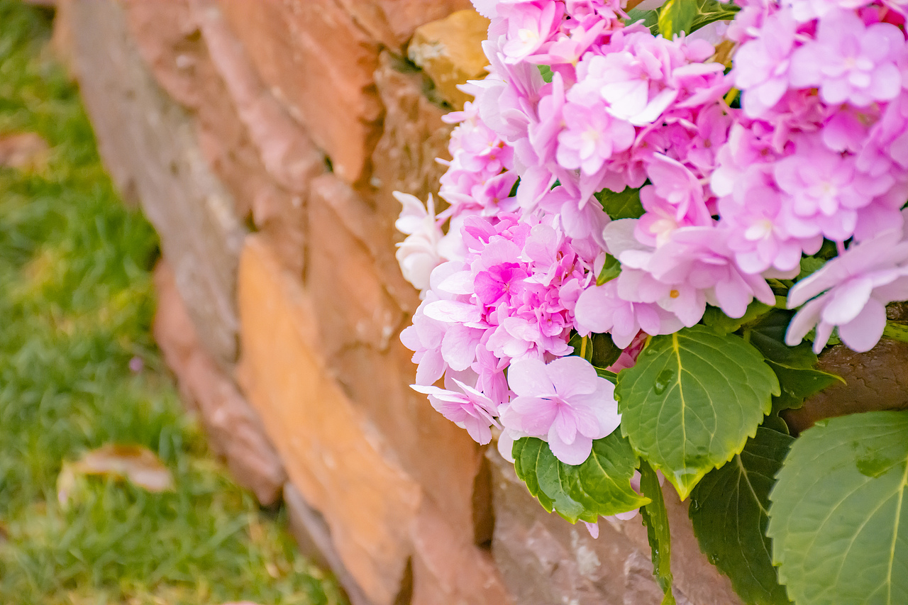 疫情下的植物园