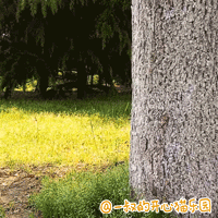 偶遇开心猫-1 （ 真实生活中的开心猫 ）（图ZNDg2NzUxMDA=） - 网络表情 - 站酷设计师李纬一原创素材 - 站酷ZCOOL