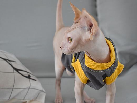 斯芬克斯无毛猫夏季香蕉T恤背心