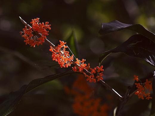 #花花世界#丹桂飘香（个人主页-ZNDgwNzQ2NTI=） - 产品摄影 - 站酷设计师一修_原创素材 - 站酷ZCOOL