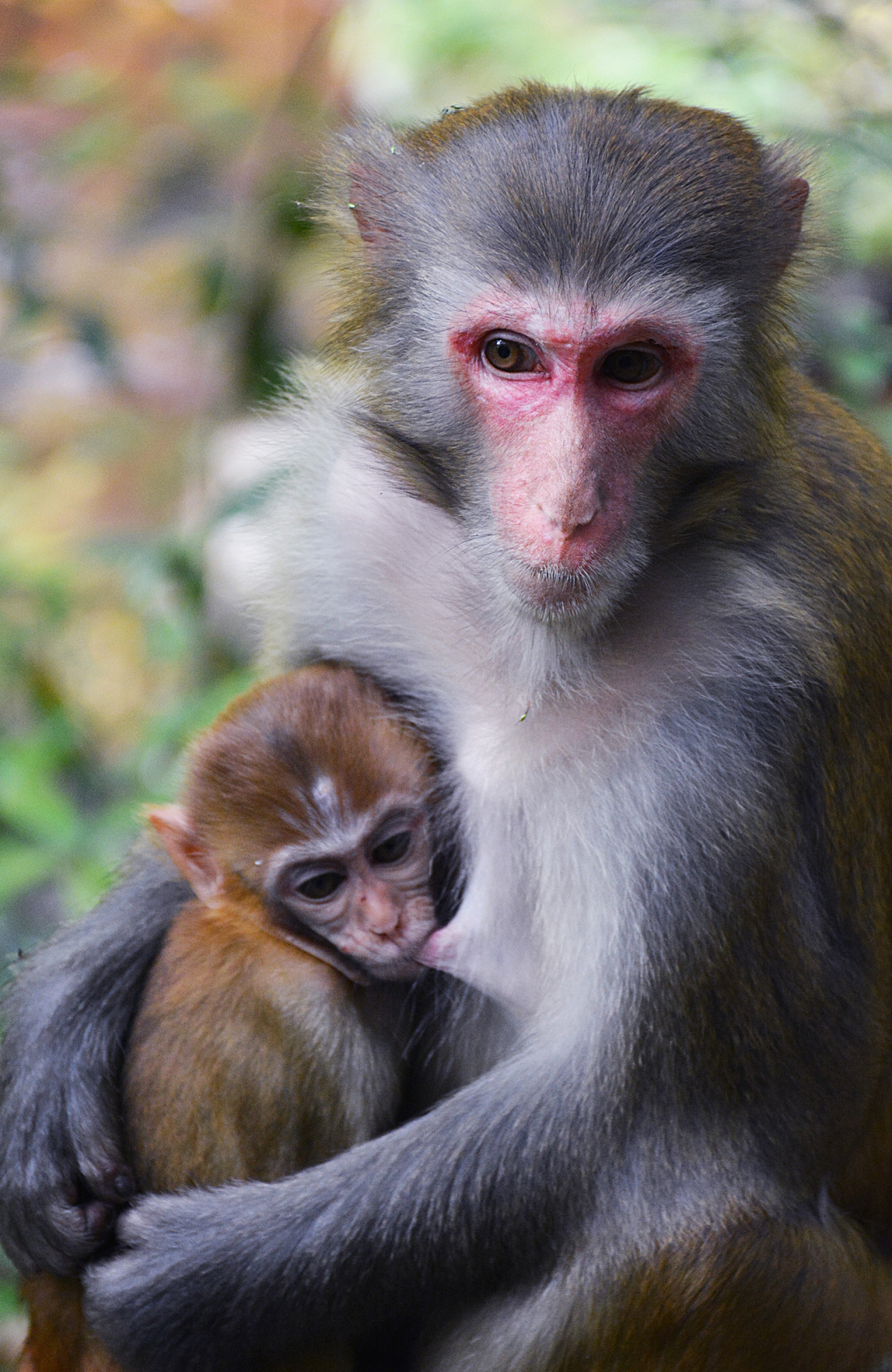 世上最小的猴子 南美洲树林间蹿跳自如 人们称它为“松鼠猴”