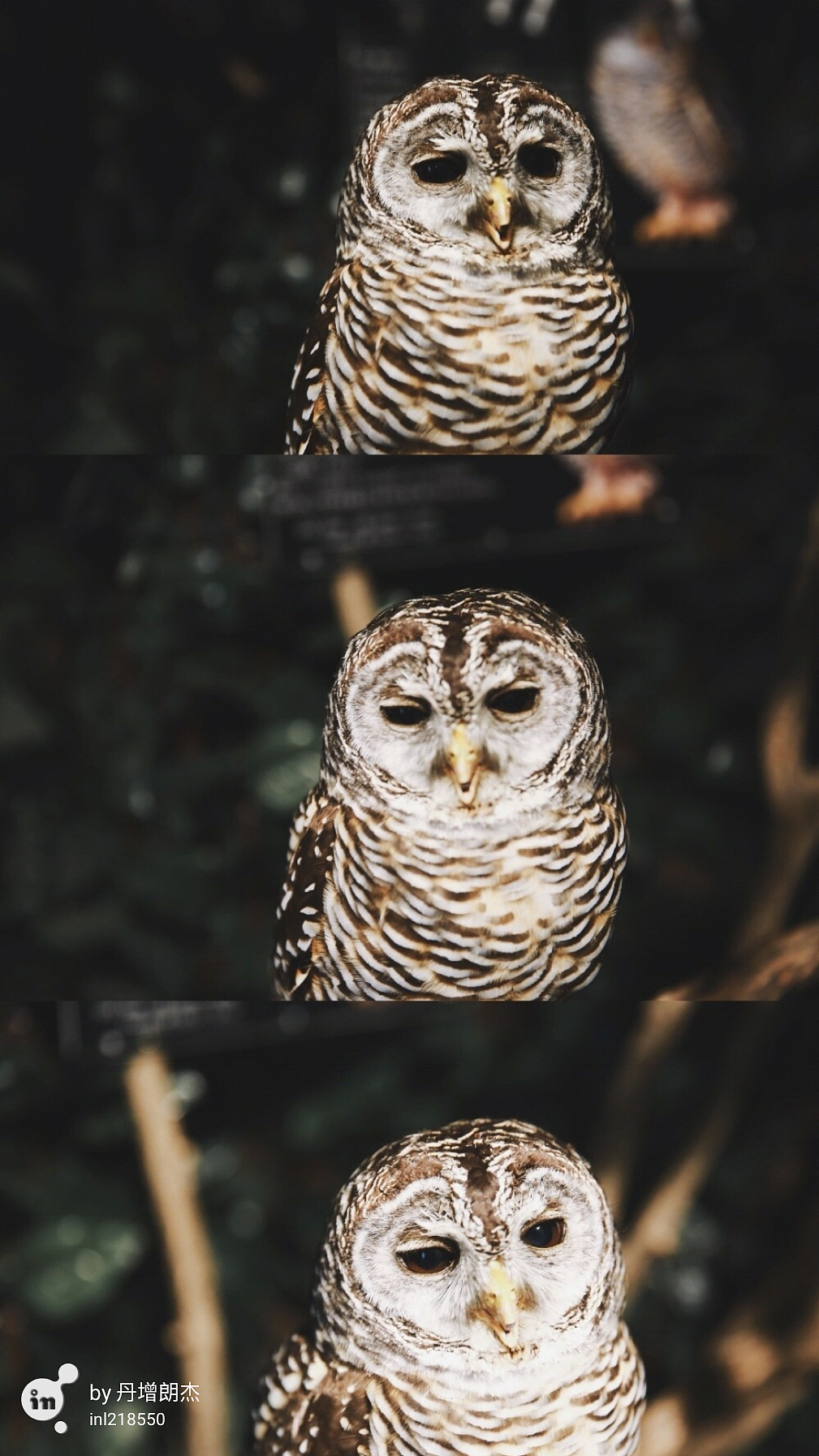 刘浪摄影作品《路灯之影》