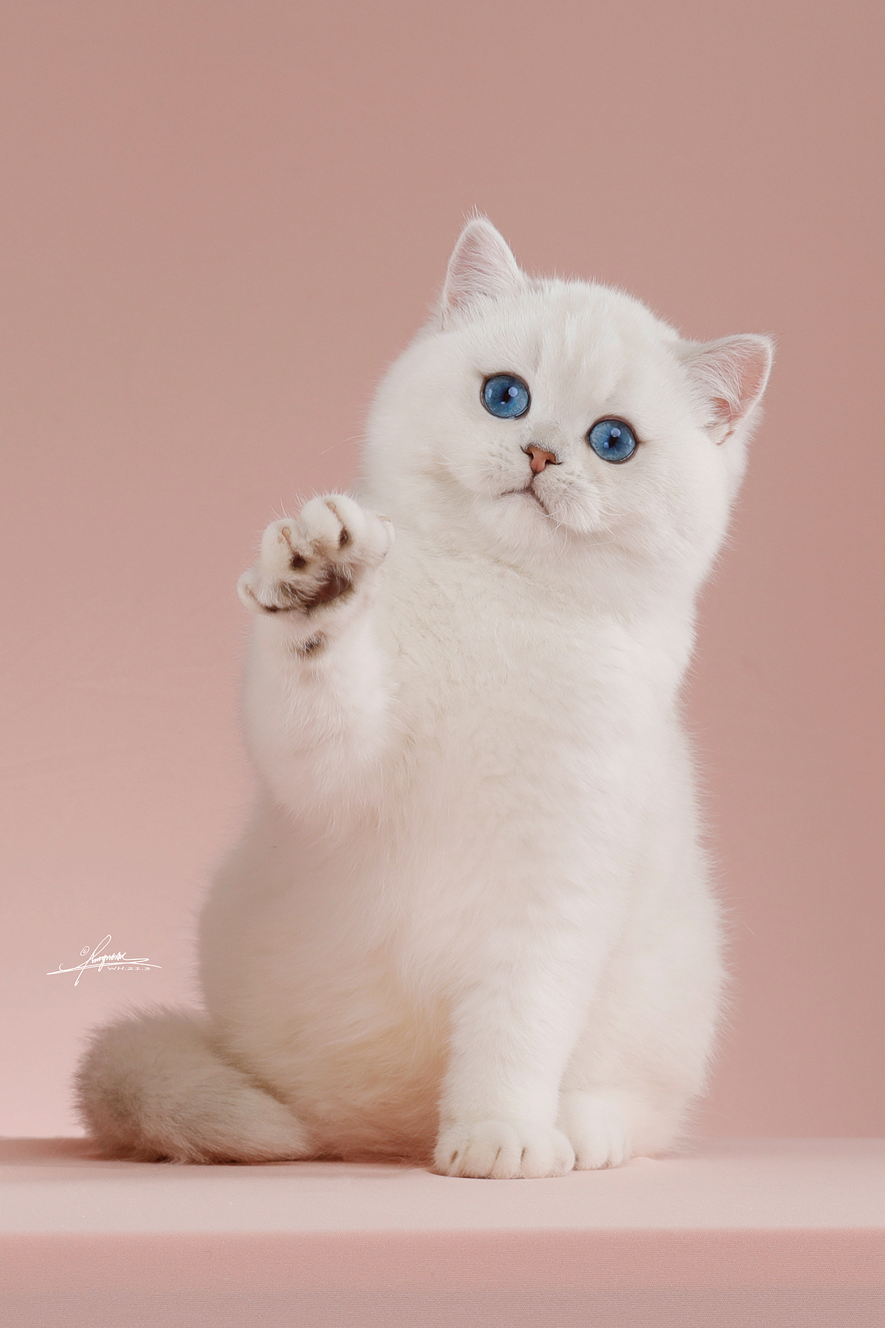 英国短毛猫（图ZMjY2MzMxMjMy） - 宠物摄影 - 站酷设计师AMYWORKS赛猫摄影原创素材 - 站酷ZCOOL