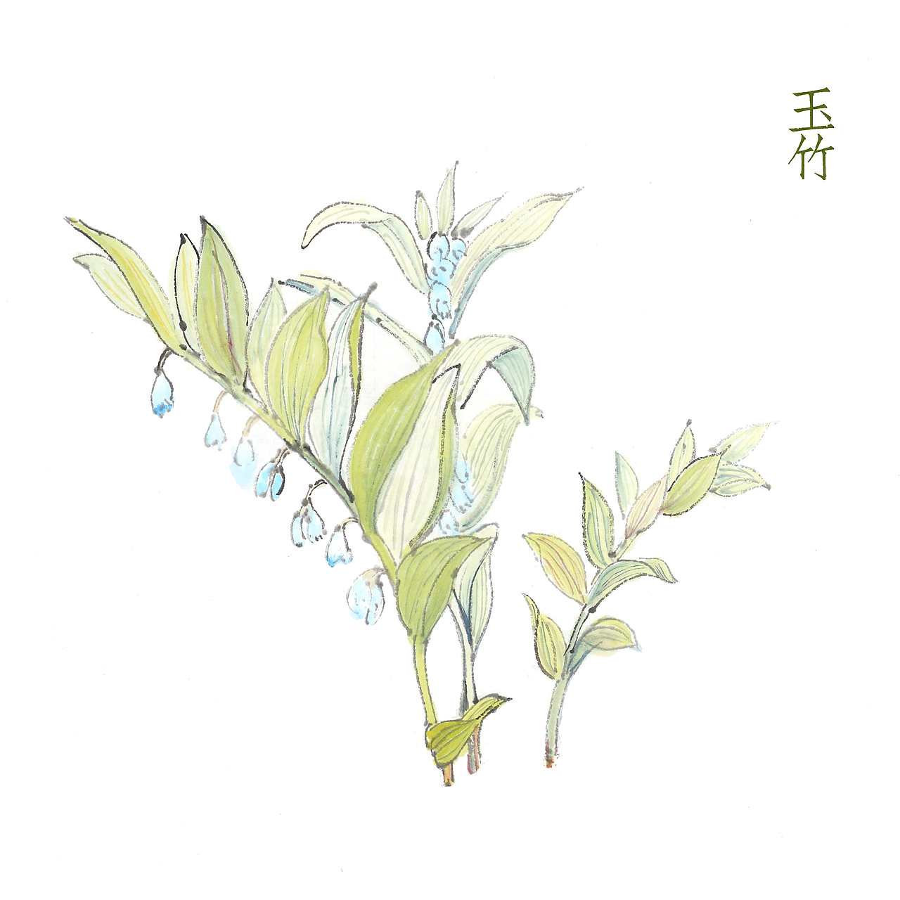草本植物绘画