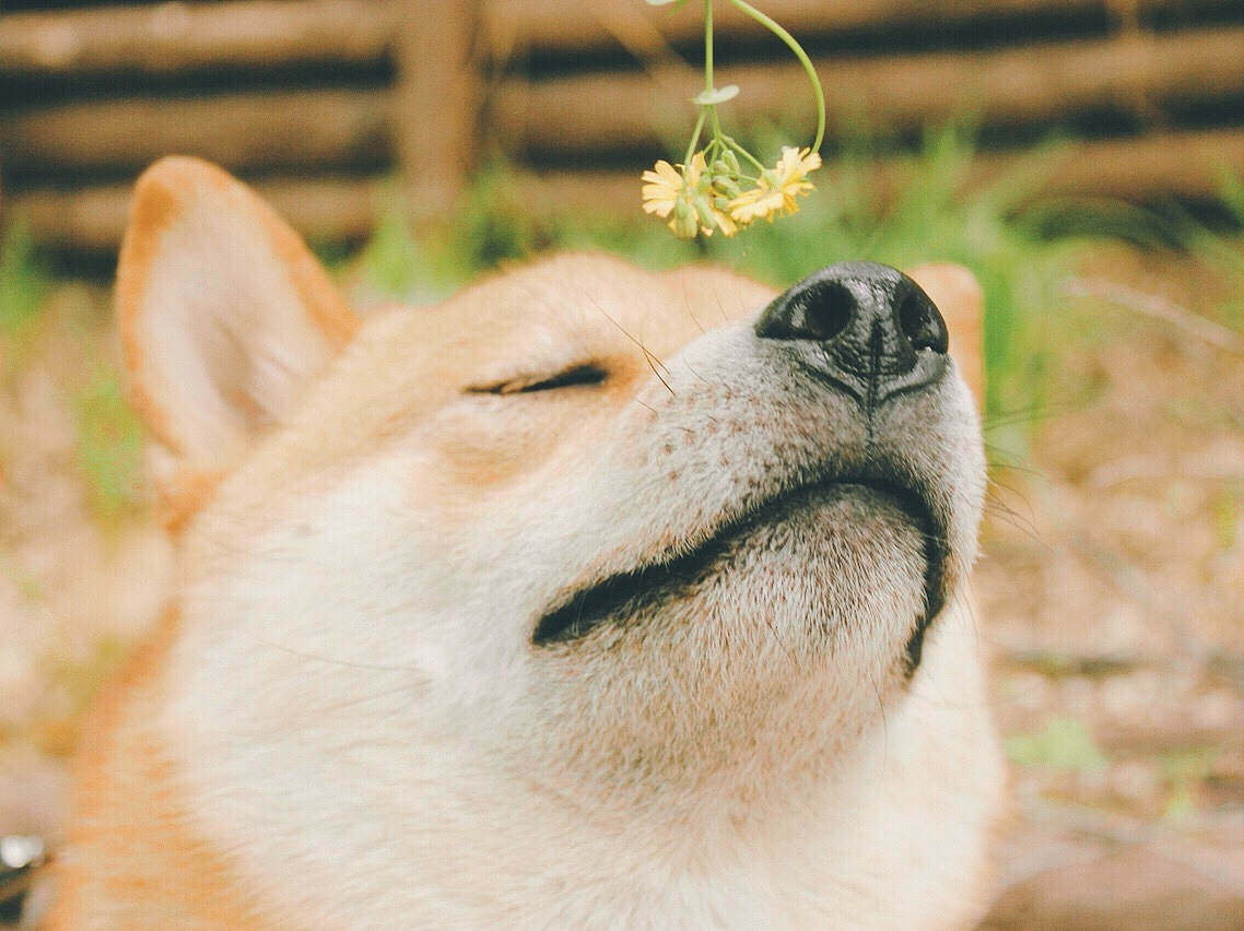 一只叫球球的柴犬