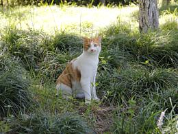 袁大人的喵「丫丫&果冻」