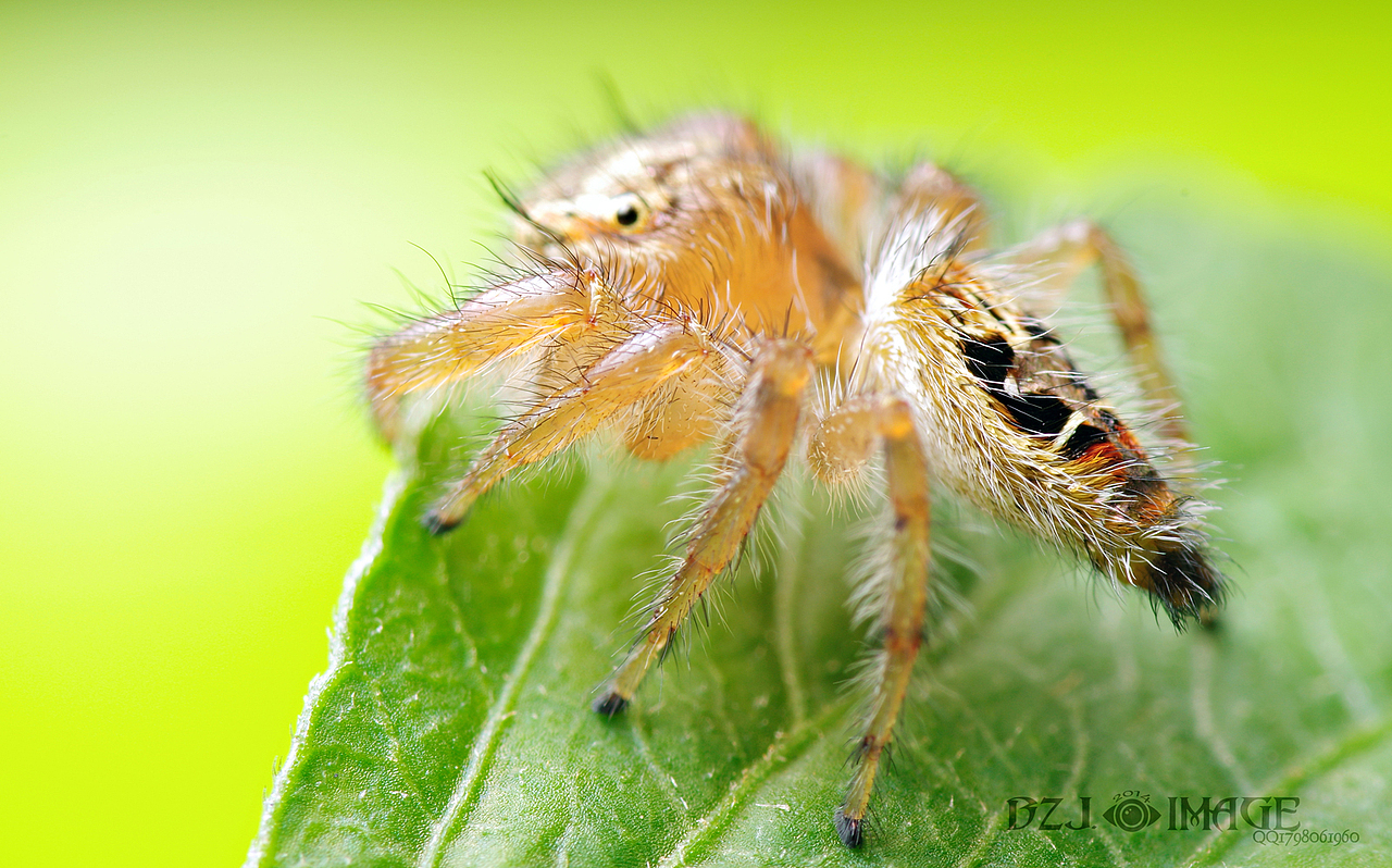 微距各种萌,各种帅,萌萌哒小猪猪