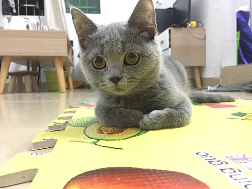 猪皮（个人主页-ZNDI3OTYwNjQ=） - 宠物摄影 - 站酷设计师黄佩琪原创素材 - 站酷ZCOOL