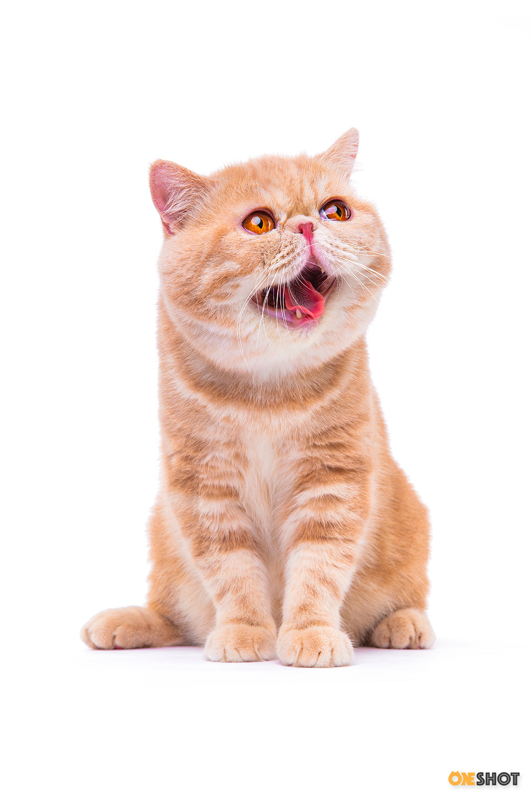 白底证件照-加菲猫(幼/成)