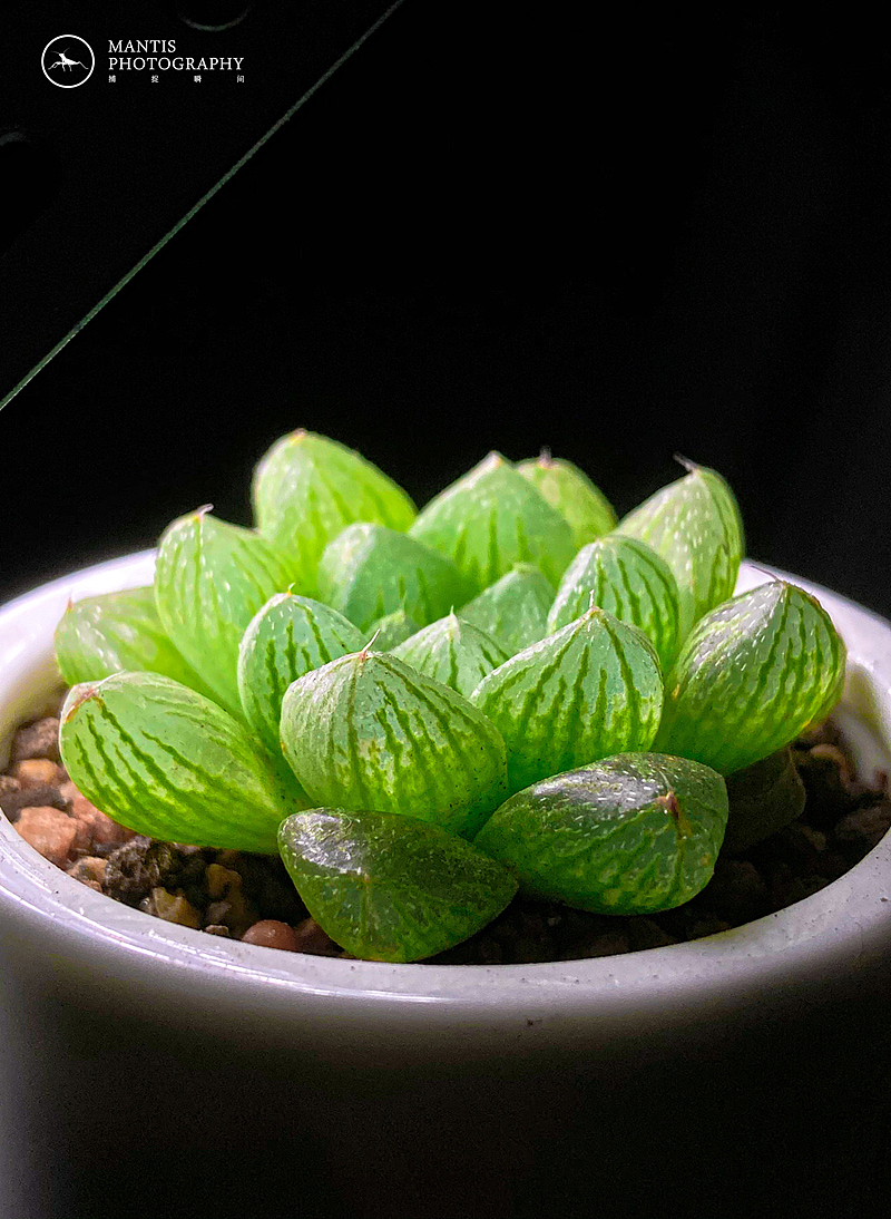 MANTIS 随拍2021（图ZMjgxNjA5NzA0） - 风光摄影 - 站酷设计师aaa62621185原创素材 - 站酷ZCOOL