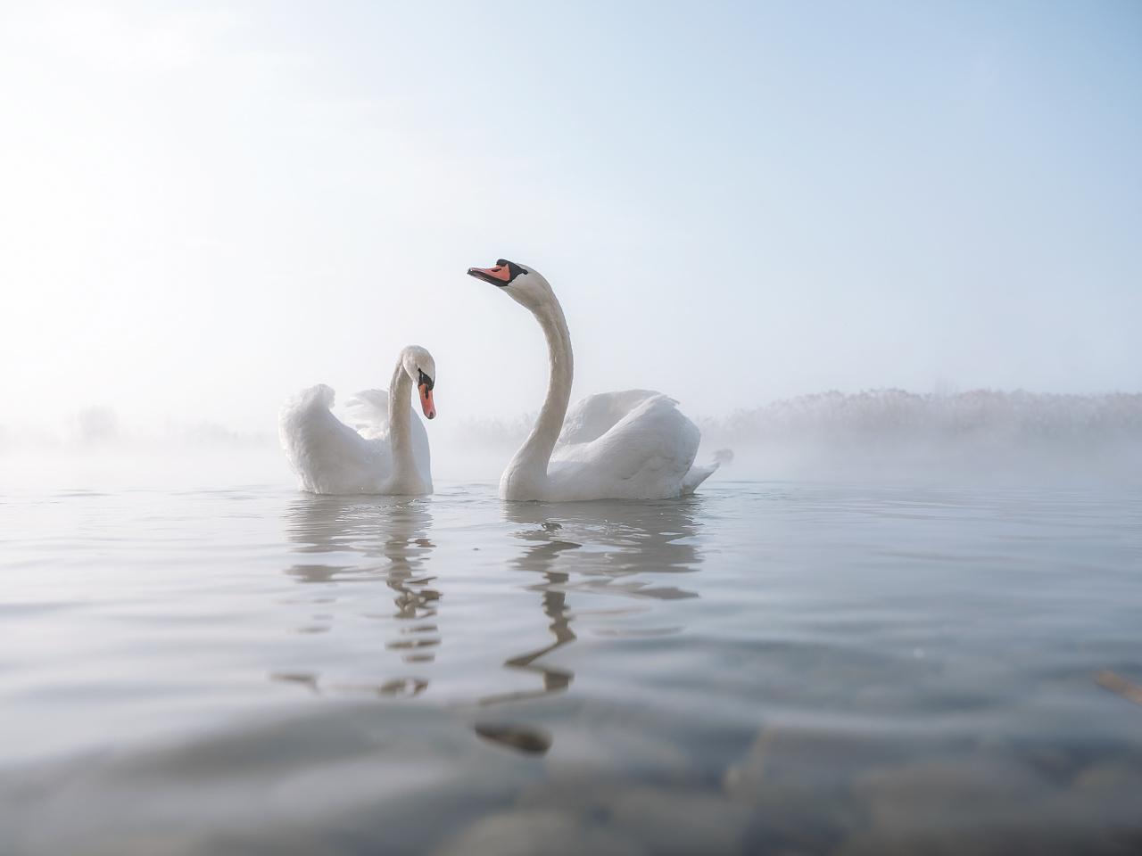 天鹅 鸟 白色天鹅 - Pixabay上的免费照片 - Pixabay
