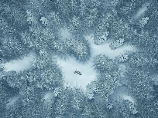 上帝视角的一个雪景下的原始森林