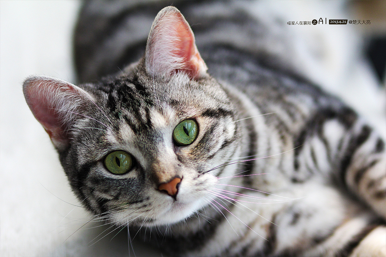 美喵喵 ai - 喵星人在襄阳